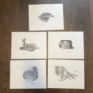 Set of 13 black and white animal sketches